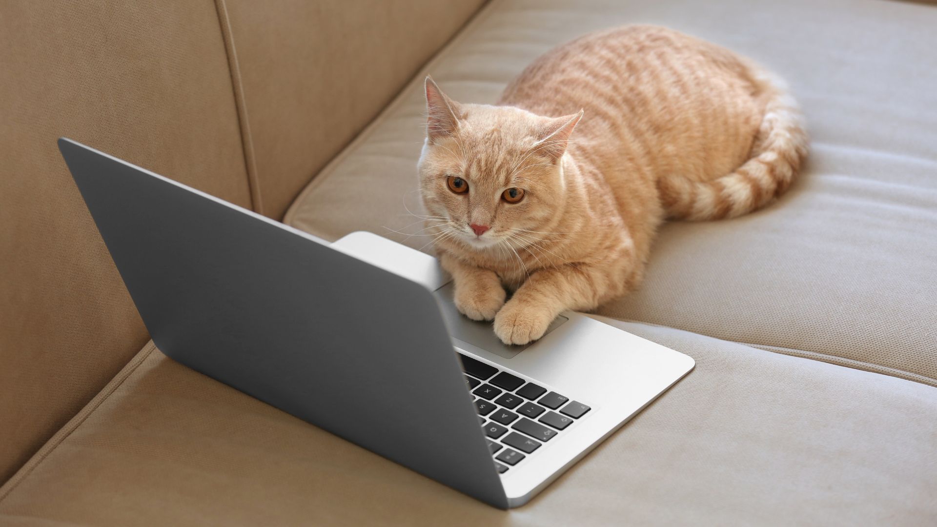 猫が飼い主の膝の上を占領する3つの理由