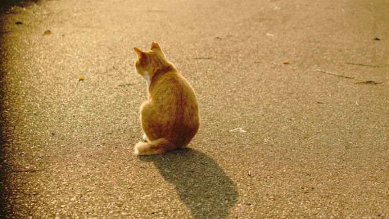 猫の後ろ姿