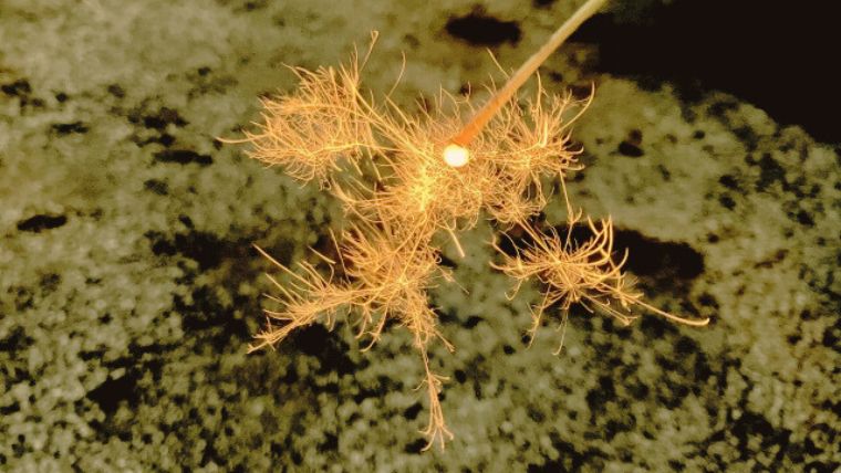 線香花火