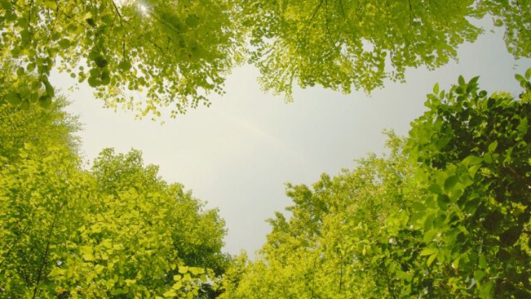 暖かな木漏れ日