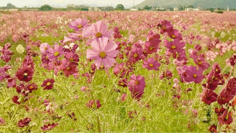 コスモス畑