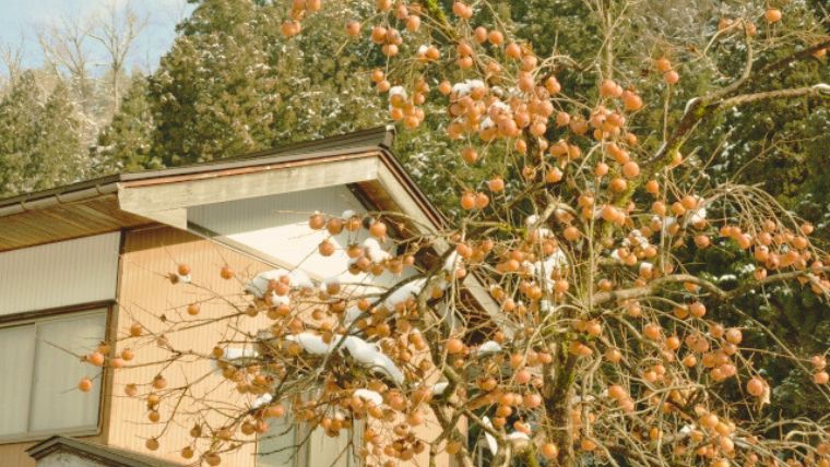 田舎の家と柿の木